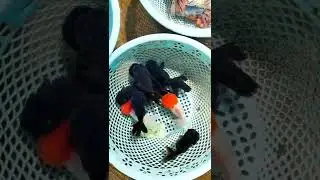 LanshouGoldfish Satisfying fish Goldfish #short#shorts