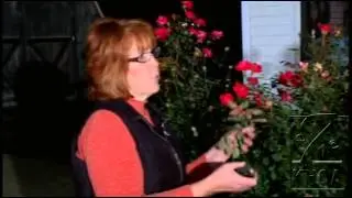 Как подготовить кусты роз к зиме
