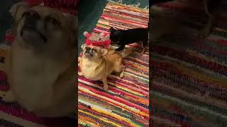 Giggle Galore #29: Best Animal Fails and Wins