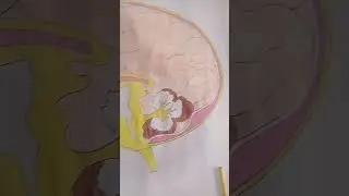 Human brain drawing on chart paper #human # brain # art # chat # paper 😍🙂