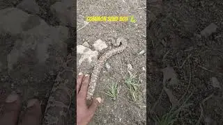 Common Send Boa 🐍#trending #snake #viral #vlog #shorts #shortvideo #viral #like #wildlife #all