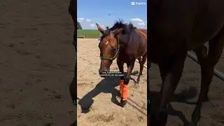 Can&rsquo;t wait till June #eventer #horse #equestrianjourney #equestrian #horsegirl #eq #eventing