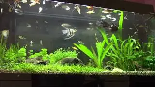 21) Jakie ryby do akwarium ogólnego? Dobór gatunków do zbiornika towarzyskiego.