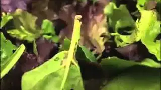 pesticides free