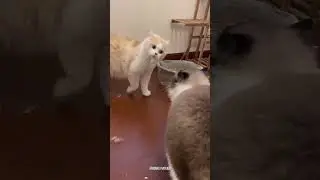 Two funny cats🐱🐱 #tiktok #cat #cats #pet #Foryou #catsoftiktok #fyp #funny #funnycat #tiktokcats