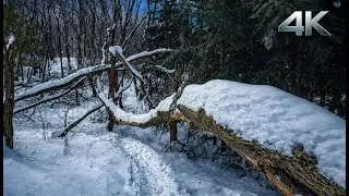 UNTOUCHED Deep Snow ASMR | 40 Min Silent Winter Forest Walk in Toronto | 4K (No People)