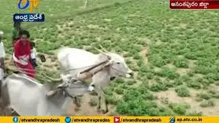 Watch Video | Former PCC Chief Raghuveera Reddy Farming | Madakasira