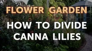 How to Divide Canna Lilies