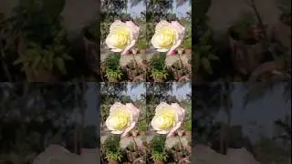 Cream&ndash;Yellow Rose with a Soft Pink Blush. #flowers #nature #greenfriends #shorts #ytshorts #viral