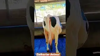 HF cow #share #subscribe #trending #like #abc_veeravalli #animals #shortsvideo #abc #animal