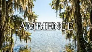 Neuse River Spanish Moss Background Ambiance #background #riverside #nature #ambient #neuse 