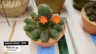 CACTI ID Rebutia group: Sulcorebutia Aranacea, Aylostera Albiflora, Rebutia sp, sulcorebutia heinzii