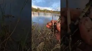 Panicum repens- Torpedo root confirmation