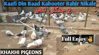 Kaafi Din Baad Pigeons Bahir Nikale | KHAKHI PIGEONS 