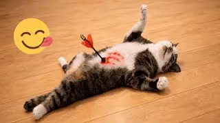 You Laugh You Lose 💀 Funniest Cats and Dogs 2026 🐾💜