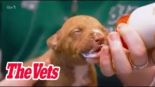 The Vets - Season 1 Episode 1: City Vet, Country Vet