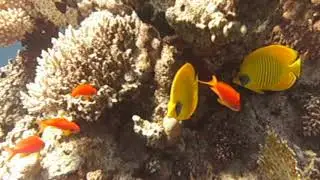 Thomas Reef 2010