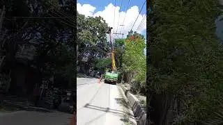 Trim several trees near 20 kv line