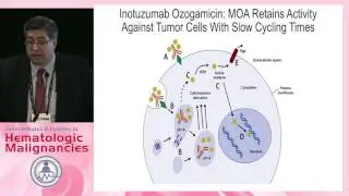 New antibodies for ALL