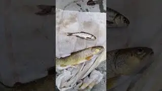 Vairone e Trota Fario