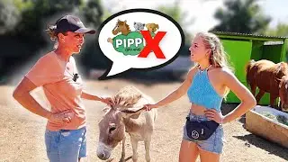HET EINDE voor stichting die dieren redt op Curaçao? 😨