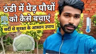अपने पौधों को पाला से कैसे बचाएं 🌳🌨️ || Mango Plant Sabhi Paudhon Ko Pala Se Kaise Bachayen || plant