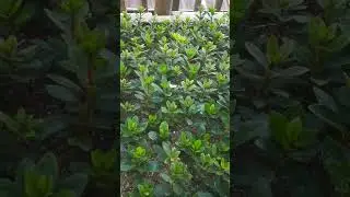 #azaleas #propagation #cutting #florist #plantnursery #gardening #flower #gardeningvideos #nursery