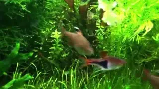 Otto cats eating zucchini