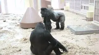 The Legend of the Ghost Gorilla | Bite-Sized Funny Video