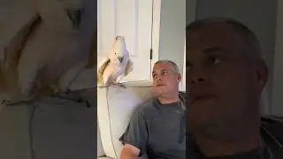 Tango Talk 🦜#shorts