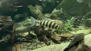 Banded Leporinus fish