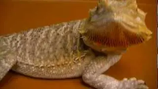 sandfire bearded dragon update april 2012