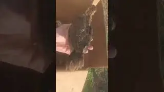 Moving Young Chickens Outdoors