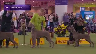 Weimaraners | Breed Judging 2026