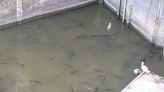 Gro&szlig;es Fischsterben im Greetsieler Hafen
