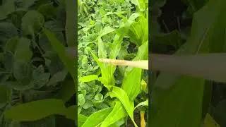 How to Know If Your Clethodim Herbicide Is Working