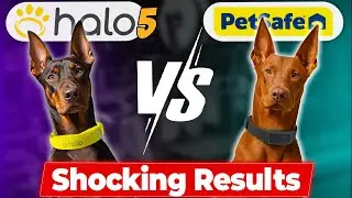 Halo Collar 5 vs PetSafe Guardian GPS 2.0: Here's What Happened!