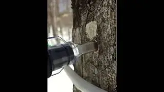 sapbubbles