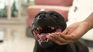 Introducing Xen Pet: Premium Supplements and Grooming Products for Happy Pets!