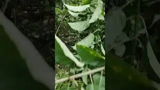 Africa jungle #strange forest#অদ্ভুত বন