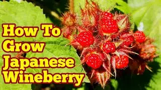 How To Grow Japanese Wineberry: The Movie