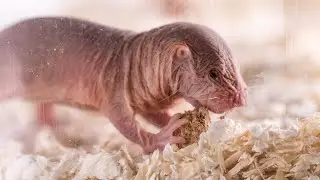 Naked mole-rat colonies have their own dialects&mdash;selected by their monarch