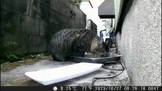 DSCF0047　顔デカキジトラ