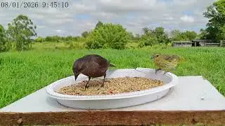 Chupim e canária 08/01/26 - Shiny Cowbird and Saffron Finch 🤎💛