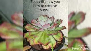 Removing pups from your succulents