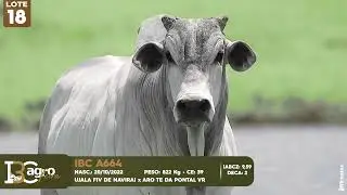 LOTE 18   IBC A664
