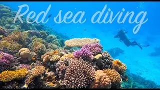 Red Sea Diving
