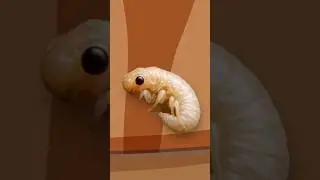Животные с наиболее депрессивным образом жизни | Часть 1