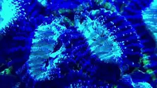 Macro of Micromussa