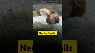 🐌Nerite Snails #Shorts #Neritesnails #Snails